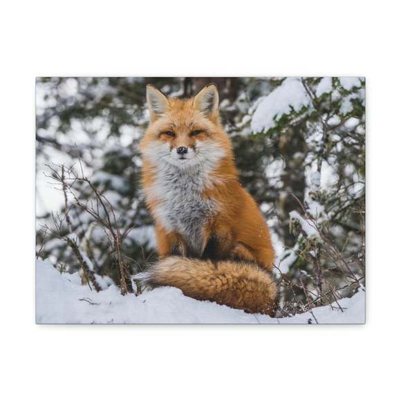 Majestic Snow Fox Art Majestic Snow Fox Print Animal Wall Art Wildlife Canvas Pr